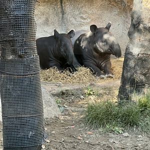 Malayan Tapir - Zoorasia