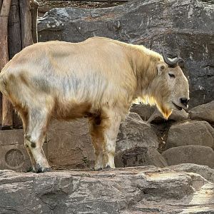 Golden Takin - Zoorasia