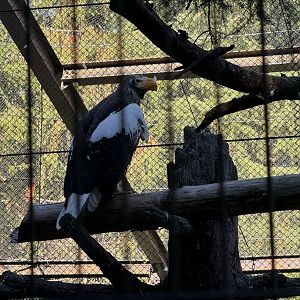 Stellars Sea Eagle - Zoorasia