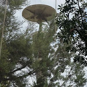 Perth Zoo Gibbon crossing