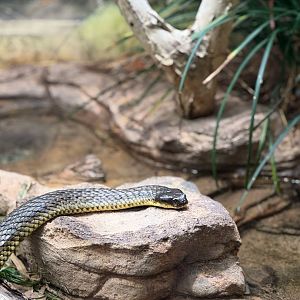 Eastern Brown Sanke?