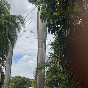 Perth Zoo Gibbon crossing