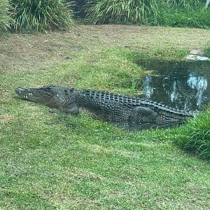 Saltwater Crocodile