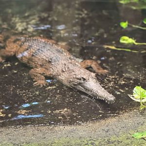 Fresh Water Crocodile