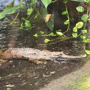 Fresh Water Crocodile