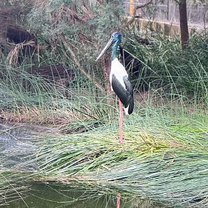 Black Stork