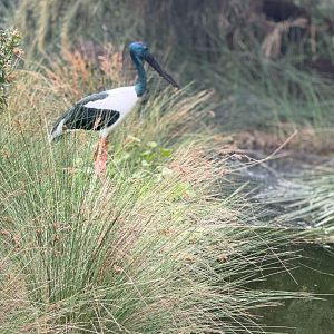 Black Stork