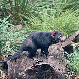 Tasmanian Devil