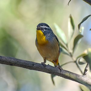 Spotted Pardalote -wild