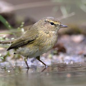 Common chiffchaff or Willow warbler?