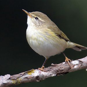Common chiffchaff or Willow warbler?