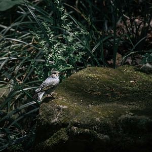 Bird Species ID? Zhangjiajie National Forest Park, Hunan