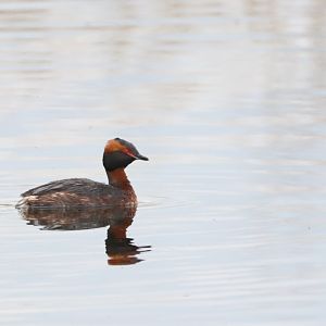 Slavonian Grebe @ RSPB St Aidan's