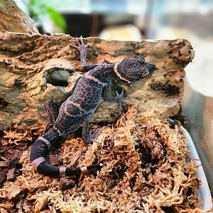Chinese cave gecko (Goniurosaurus hainanensis)