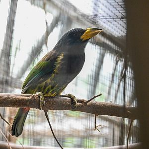 Great Barbet (psilopogon virens) 04/25 - Behind the scenes
