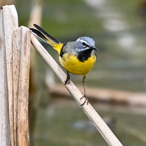 Grey wagtail (wild)