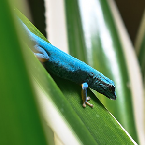Turquoise dwarf gecko