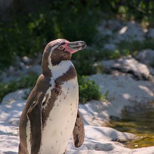 Humboldt penguin (Spheniscus humboldti)