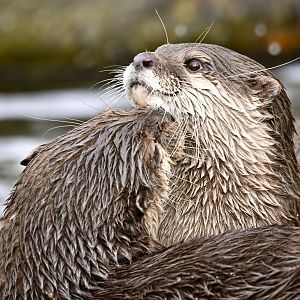 Asian small-clawed otter
