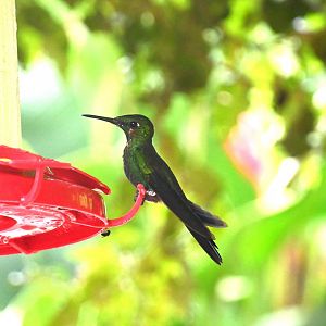 Hummingbird ID? Monteverde, Costa Rica