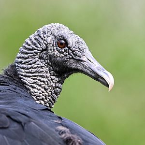 Black vulture
