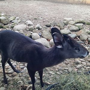 Tufted Deer