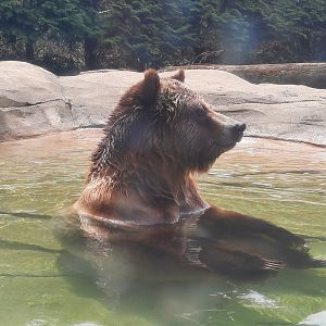 The Bear-cuzzi in Action