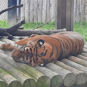 Napping Sumatran Tiger
