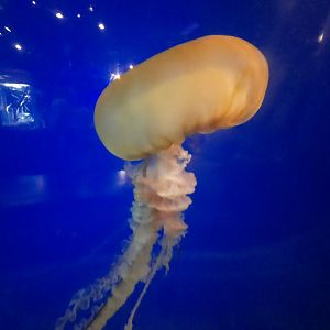 Pacific Sea Nettle