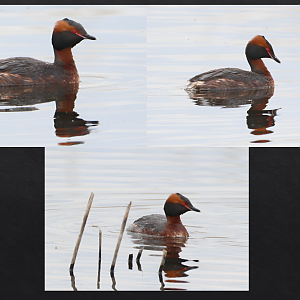 Slavonian Grebe Triad