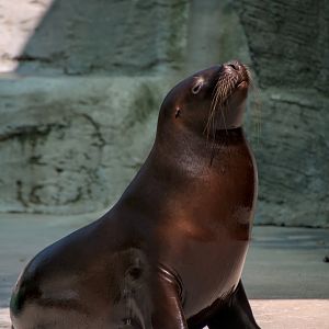 South American sea lion (Otaria flavescens)