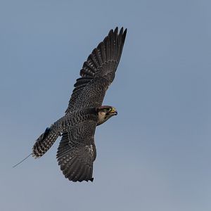 Lanner falcon, ZSL Whipsnade, UK