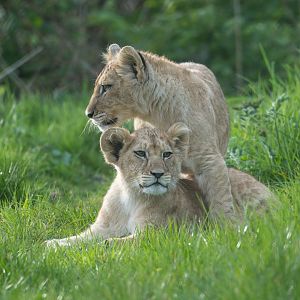 African Lion cubs, ZSL Whipsnade, UK