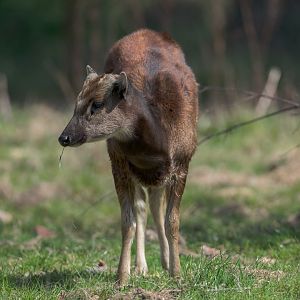 Philipine Spotted Deer, ZSL Whipsnade, UK