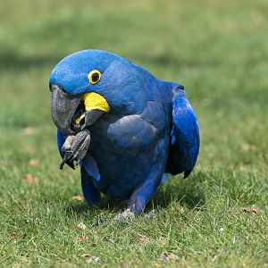Hyacinth Macaw, ZSL Whipsnade, UK