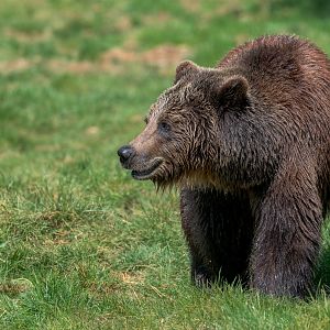 European Brown Bear, ZSL Whipsnade, UK