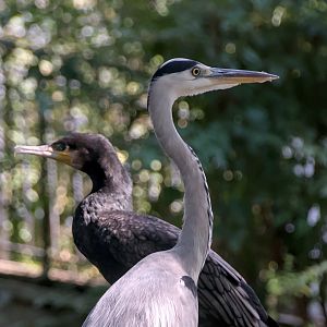 A wild grey heron with a resident great cormorant