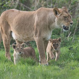 African lions, ZSL Whipsnade, UK