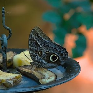 Forest giant owl (Caligo eurilochus)