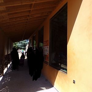 Bornean orangutan house viewing area 7.7.24