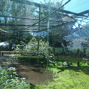 Columbian black spider monkey enclosure (sorry for glare) 7.7.24