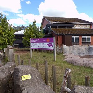 Aldabra giant tortoise enclosure  7.7.24