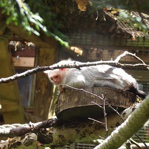 Silvery marmoset 7.7.24