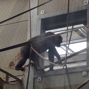 Chimpanzee 7.7.24