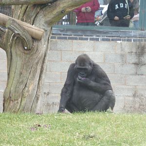 Gorilla (possibly Shufai) 7.7.24