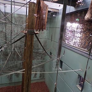 Agile gibbon indoors 7.7.24