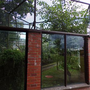 Yellow-shouldered amazon aviary 7.7.24