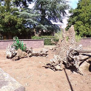 Meerkat enclosure 7.7.24