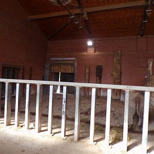 Black rhinoceros indoors 7.7.24