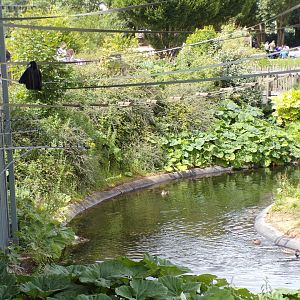 Ducks in gibbon forest moat 7.7.24